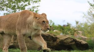 Meilleurs Locations de Vacances Proche Zoo de Beauval