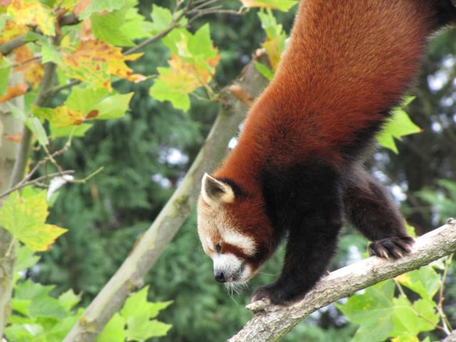 Meilleurs Locations de Vacances Proche Zoo de Beauval